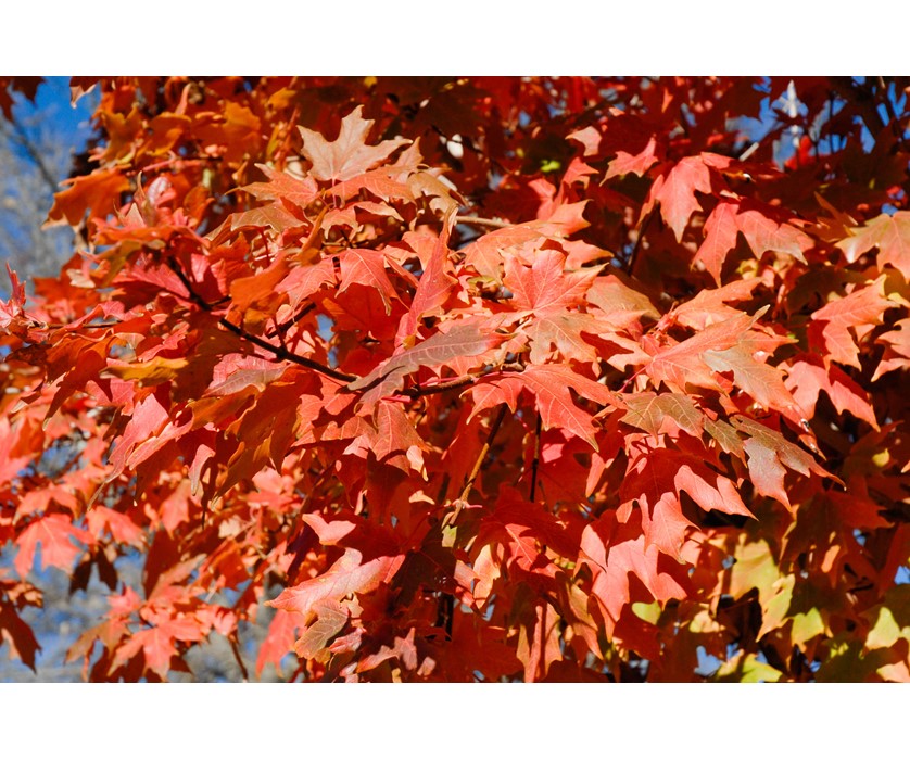 Caddo Maple